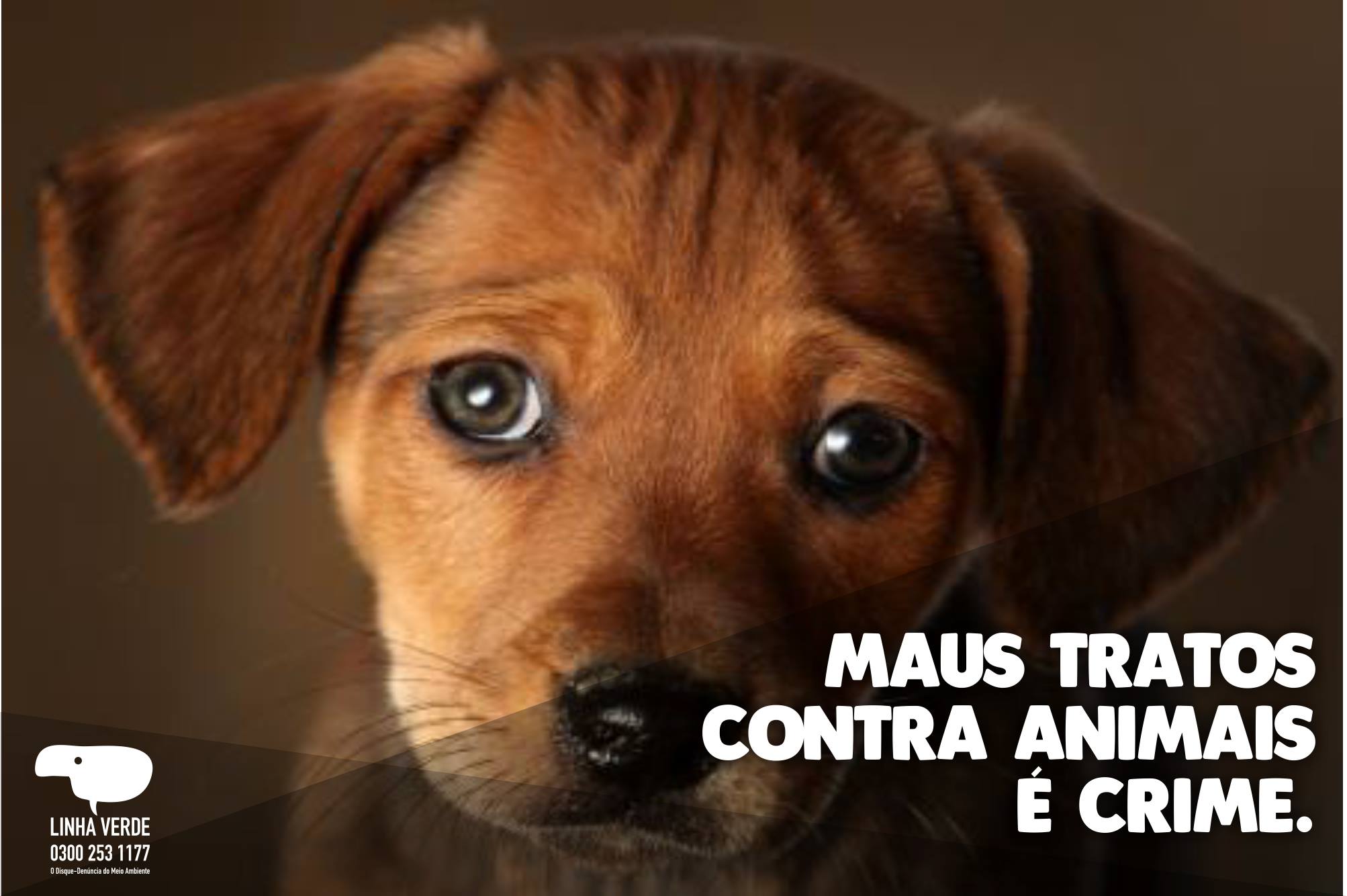 Programa Linha Verde, do Disque Denúncia, chama atenção para casos de maus tratos contra animais e pede informações sobre cães envenenados na Barra da Tijuca